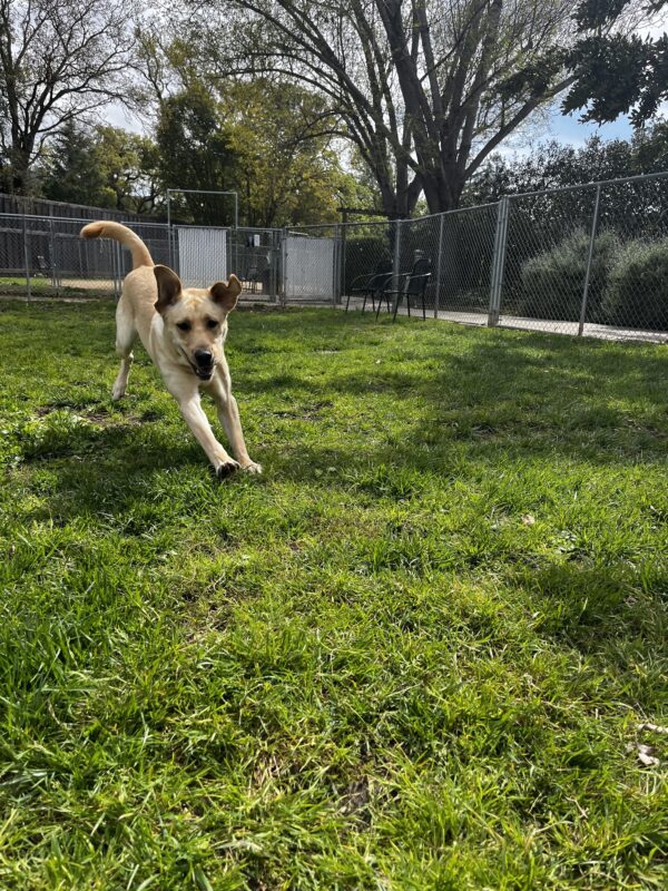 Dolby, a yellow Labrador Retriever, is mid run while playing in the grass paddocks. His ears are perked and he is staring into the camera.