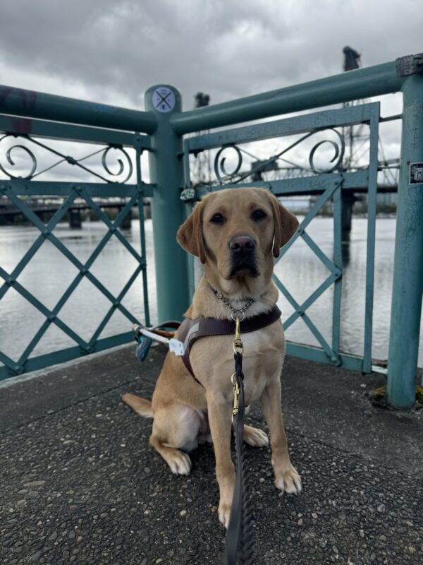 Valerie, a female yellow lab, sits in her GDB harness in front of a turquoise fence overlooking the Willamette River in Portland on a cloudy day.