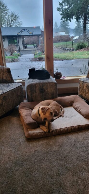Valerie, a female yellow lab, chews a bone laying down at her foster care home. She lounges on a dog bed while a friendly black cat looks on from their perch on a living room footrest. Large windows in the background expand to a residential neighborhood.