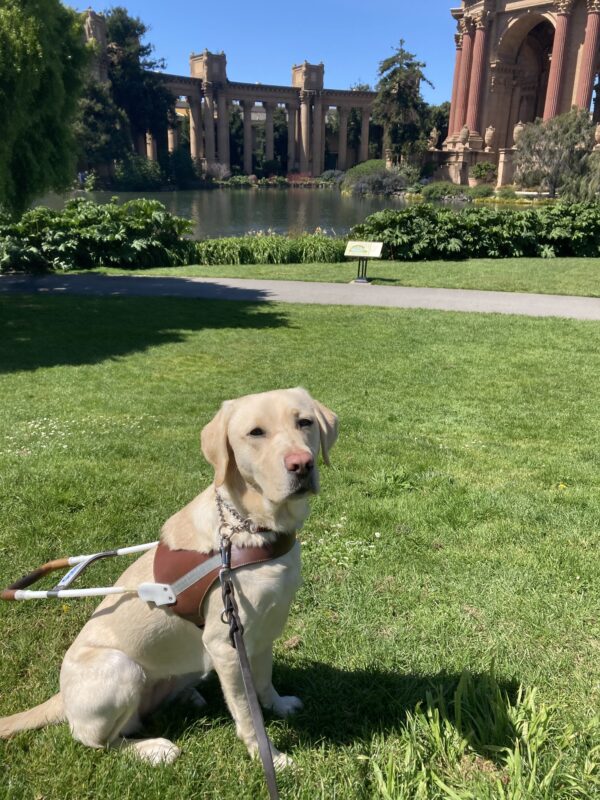 Emery sits in harness in front of the Palace of Fine Arts.