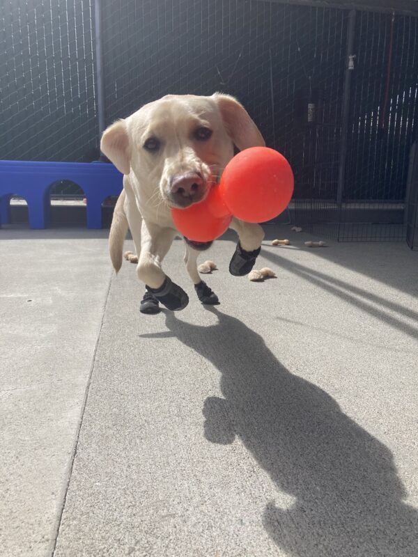Emery is running towards the camera. She is wearing her ruff wear booties and holding an orange dumbbell toy.