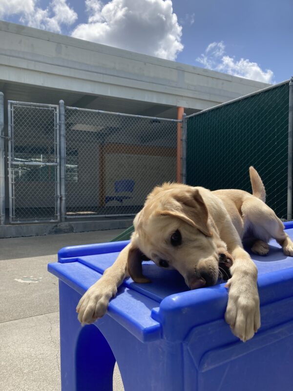 Kelly lays on a blue play structure in community run, chewing on a bone and looking at the camera.