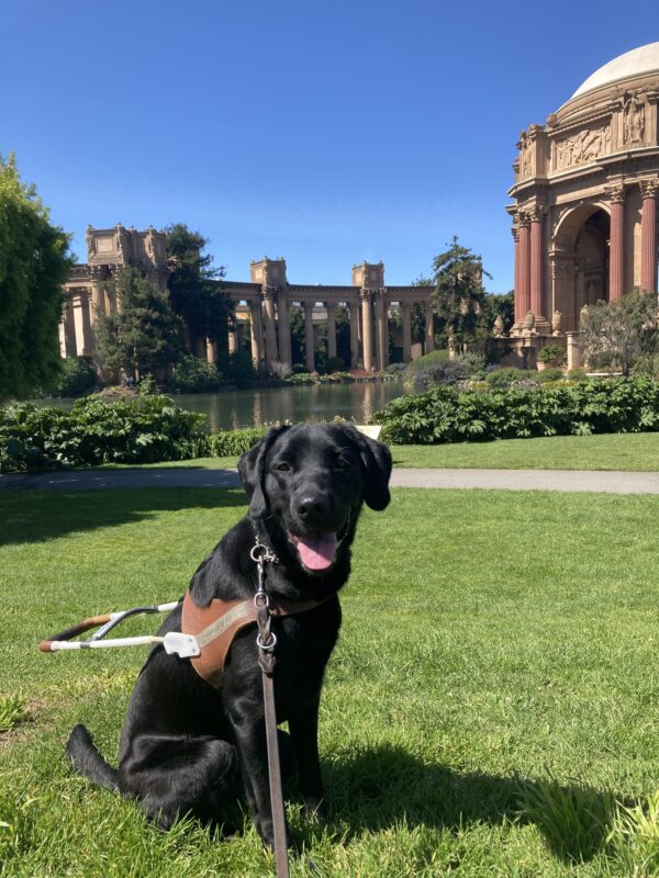 Tawny sits in harness in front of the Palace of Fine Arts.