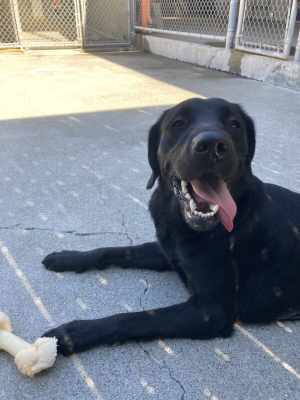 Tawny is laying down in community run with her tongue out panting and a bone resting near her paw.