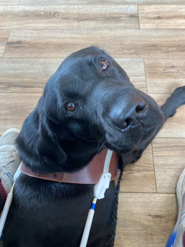 Zedna lays on a hardwood floor between her instructor's legs while wearing her brown leather harness. The focus is on her face as she looks back at the camera.