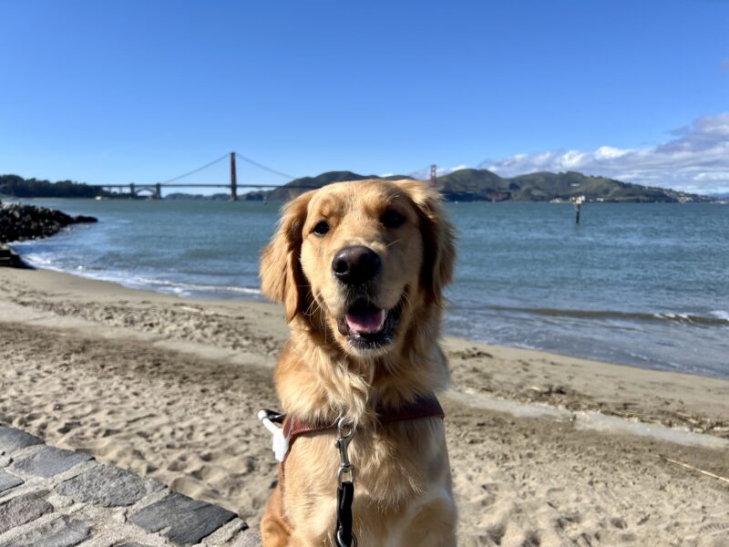 Swift sits in harness looking at the camera. Behind her is the San Francisco Bay on a bright sunny day. In the distance is the Golden Gate Bridge and the Marin headlands.