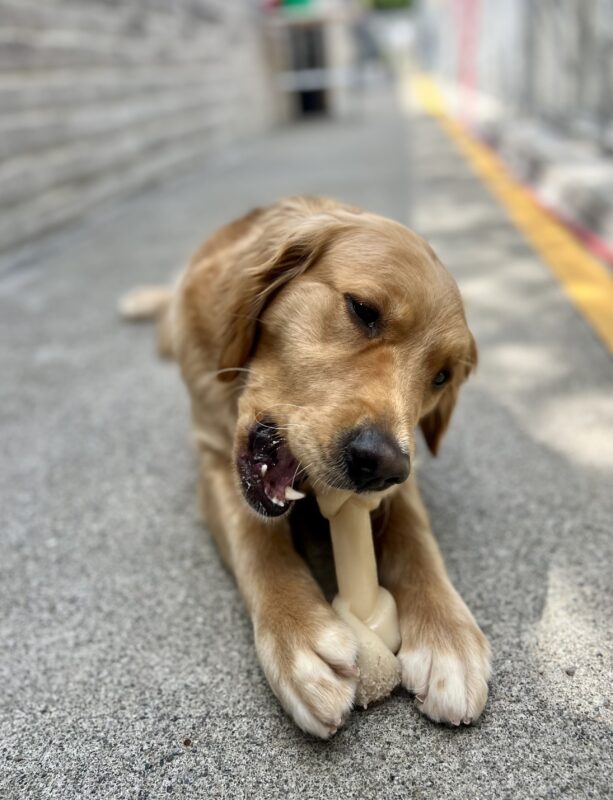 Swift lays in community run while chewing on a Nylabone. She is holding the bone between her two front feet.