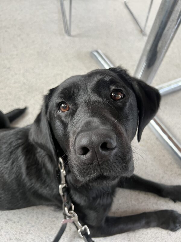 Enola is laying down with her head facing towards the camera. It looks like she is gazing up at the camera.