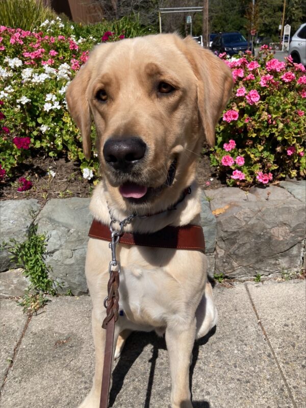 Huxley sits in his harness in front of a rock retaining wall with some pink and white flowers behind him. His tongue is slightly out while looking towards his handler.