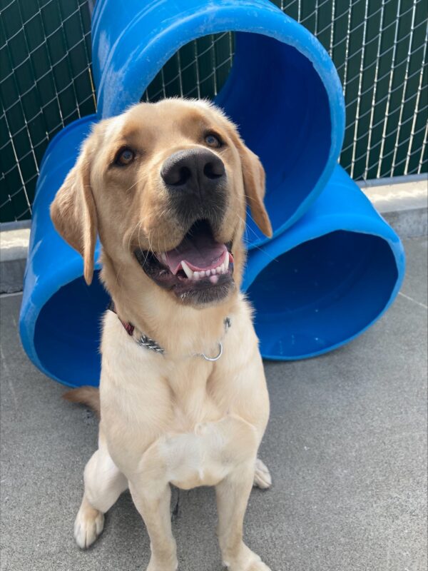 Huxley sits with a big smile on his face looking right up at the camera with a stack of 3 blue tunnels behind him while playing in community run with his handler.