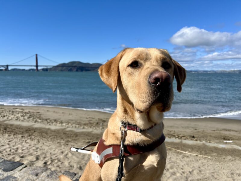 Huey sits in harness looking at the camera. Behind him is the San Francisco Bay on a bright sunny day. In the distance is the Golden Gate Bridge and Marin headlands.
