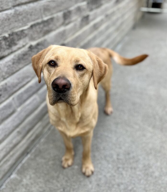 Huey stands while looking at the camera during Community Run. His tail is mid-wag.