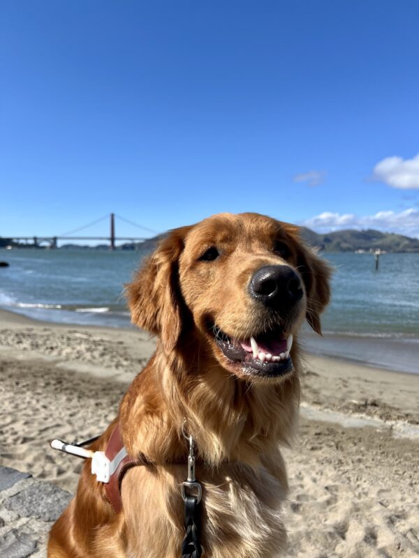Pacino sits in harness looking at the camera with his mouth open. Behind him is the San Francisco Bay on a bright sunny day. In the distance is the Golden Gate Bridge and Marin headlands.