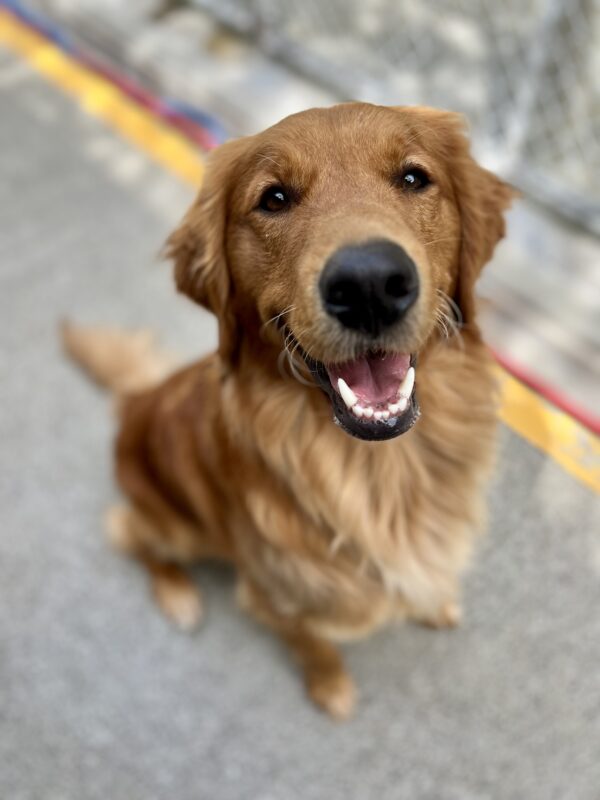 Pacino sits with his mouth open looking at the camera. It looks like he is smiling at the camera.
