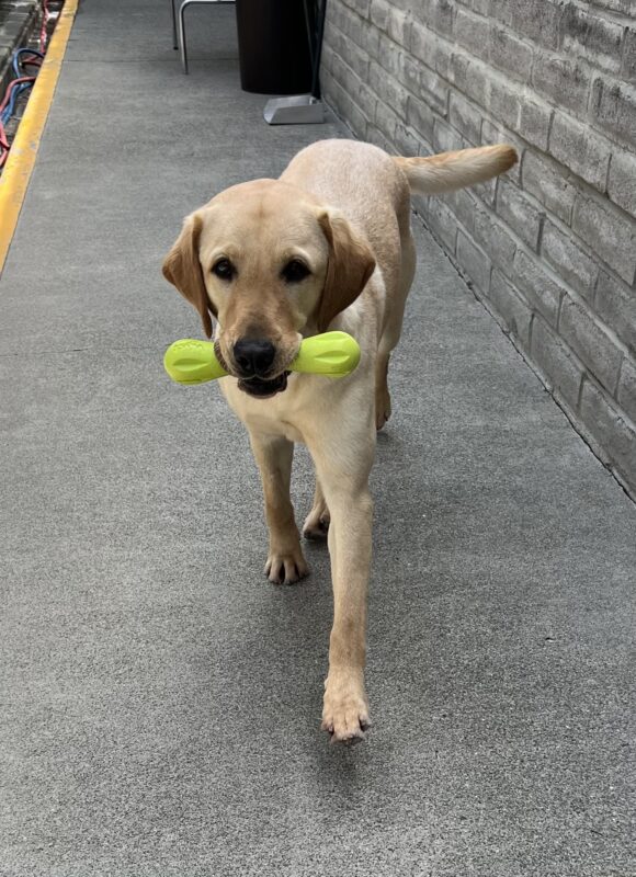Rick is mid-step running towards the camera. His tail is mid-wag and he is holding a bright yellow West Paw toy.