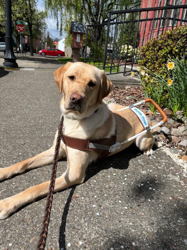 Kylie lays down in harness, looking at the camera. She is on a stretch of sidewalk next to brick buildings with bright yellow daffodils planted nearby.