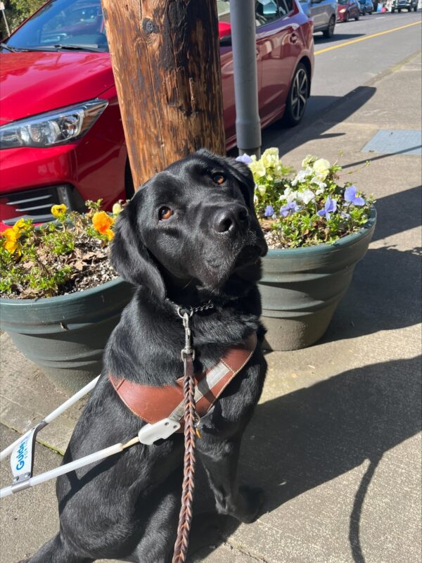 Argus sits in harness looking back over his shoulder at the camera. He is shiny in the sun, sitting next to a couple flower pots on the sidewalk.