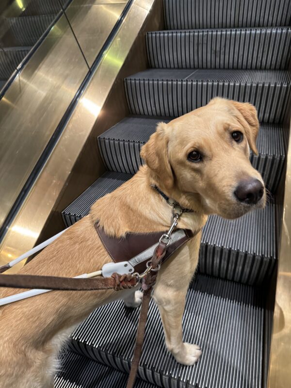 Roo, a short coated lab/golden retriever cross stands in harness on an escalator looking back at her handler.