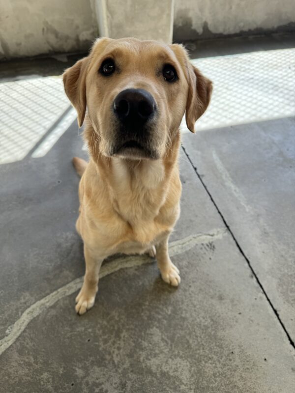 Roo, a short coated lab/golden retriever cross sits in a play yard looking up at her handler.