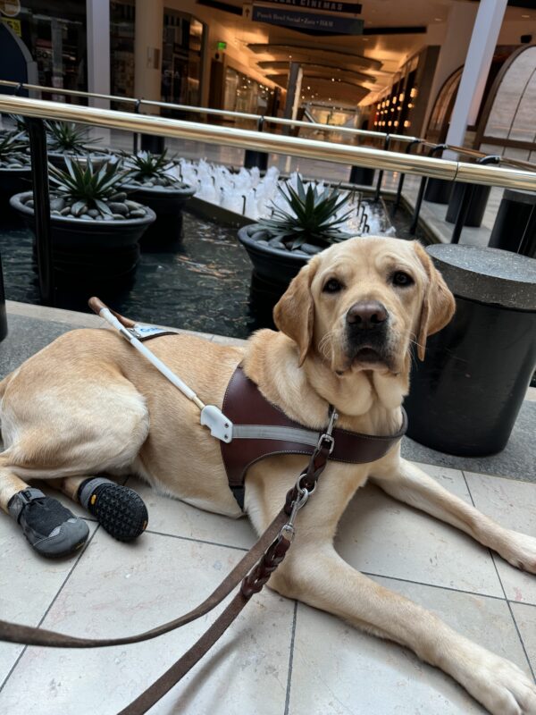 Vulcan, a yellow lab, lays in harness with booties on his back feet. He is in a mall, laying in front of a fountain and is looking up at his handler.