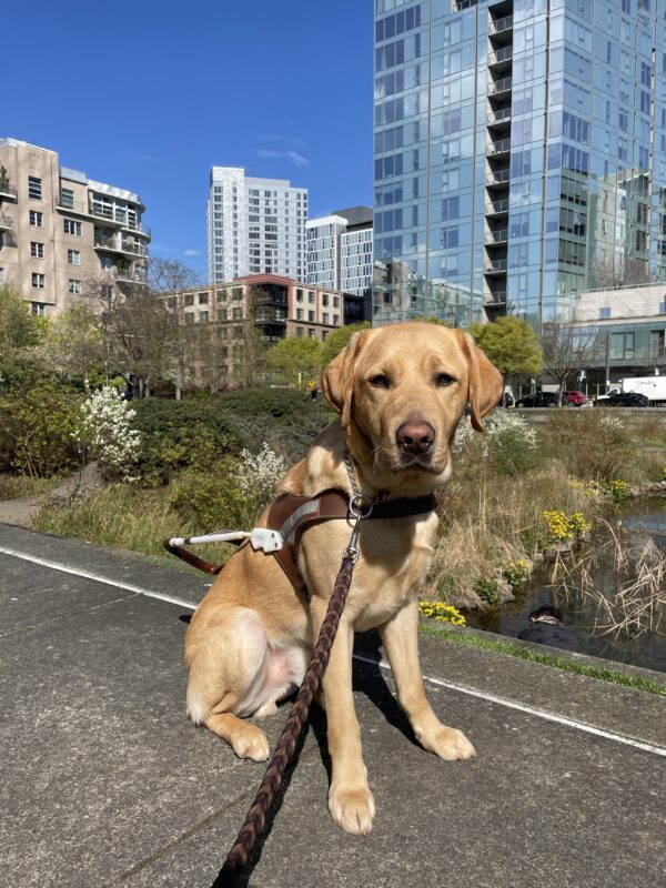 Owen sits wearing a guide dog harness in front of Tanner Springs Park in Portland. He is looking towards the camera and in the background are bushes, foliage, and a pond and tall buildings.