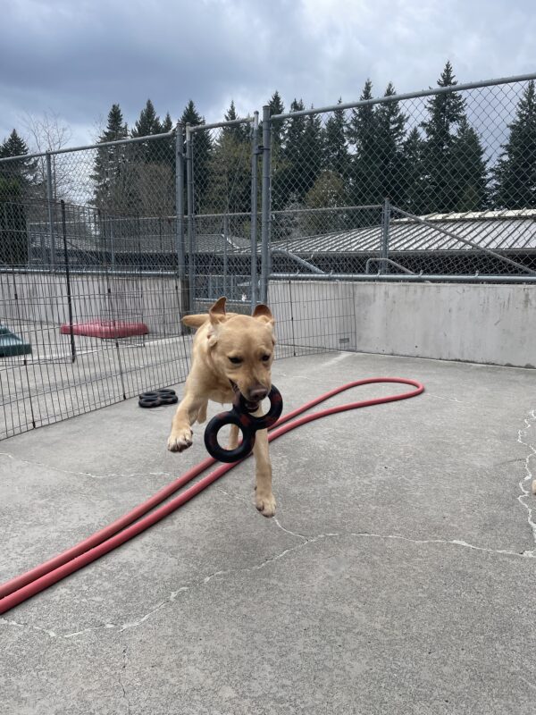 Owen plays in community run on the Oregon campus. He is running exuberantly towards the camera while holding a figure eight rubber toy. His front paws are off the ground and his ears aer flying behind him.