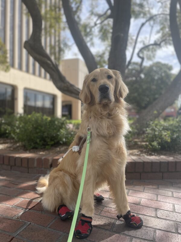 Photo is of Ford sitting in harness in front of a tree while wearing red booties on all four feet.