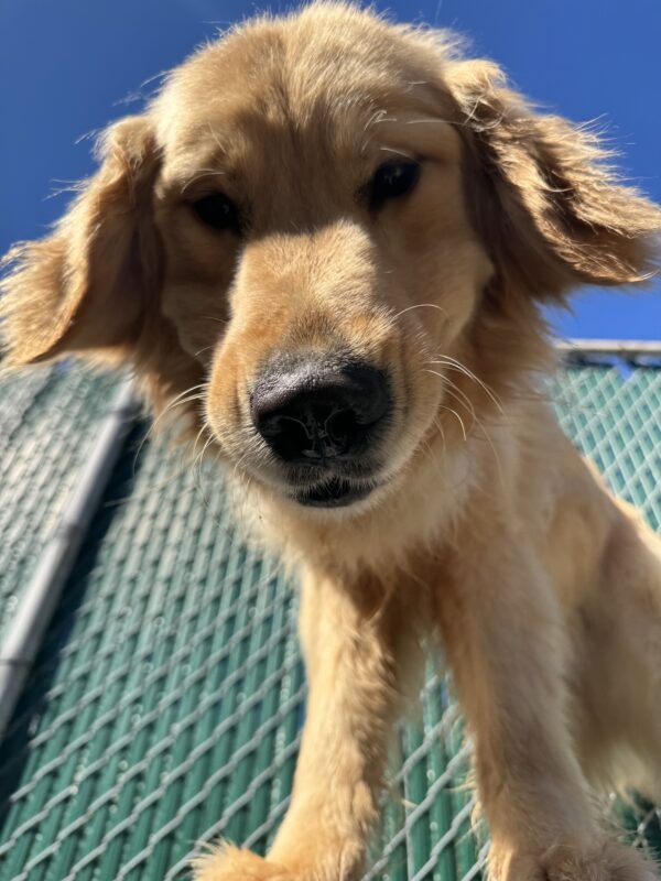 Photo is of Ford looking down at the camera while standing on a play structure in community run