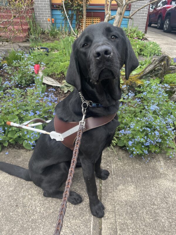 Waters sits wearing a guide dog harness in the Hawthorne District of Portland. He is looking towards the camera and behind him are a variety of light blue, pink, and orange flowers.