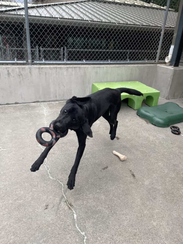 Waters plays in community run on the Oregon campus. He is leaping joyfully through the air while holding a figure eight rubber tug toy with his ears flapping to the side.