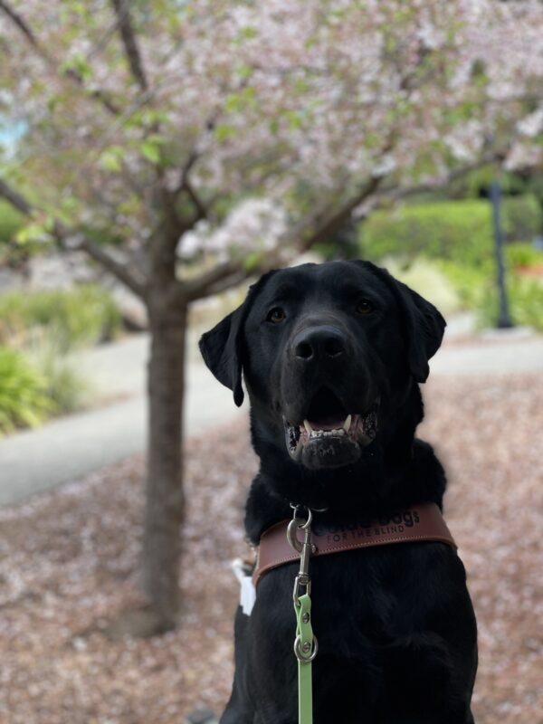 Photo is of black lab Conrad’s face and chest in harness in front of a blossoming tree. He has an open-mouthed smile on his face