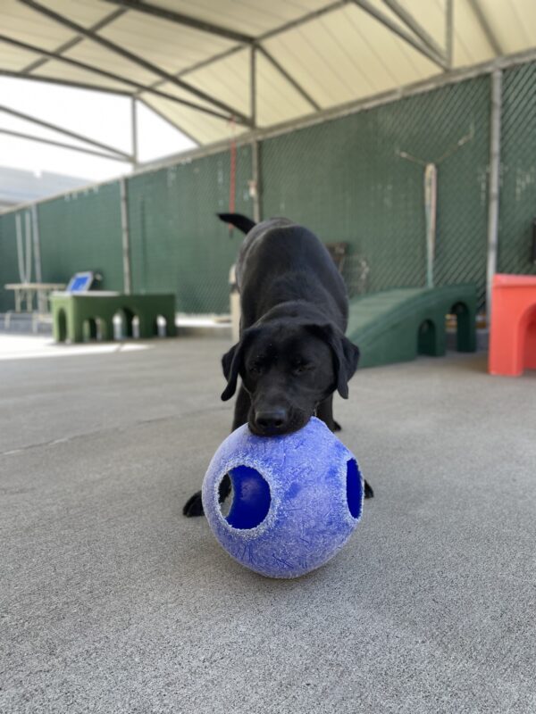 Photo is of Conrad playing with a blue jolly ball in a play bow position in community run