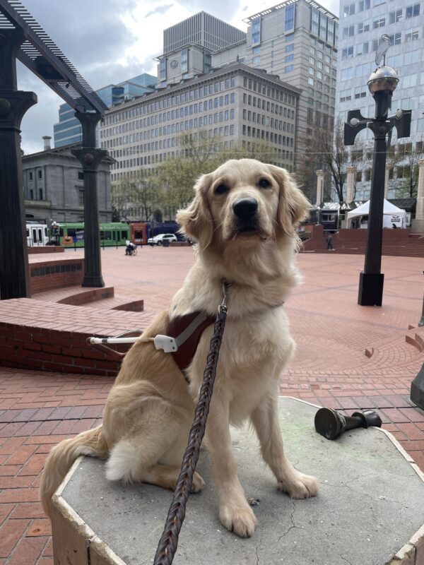 Dauber sits wearing a guide dog harness in Pioneer Square in Downtown Portland. She is sitting on a raised concrete structure and behind her is a red brick courtyard type area and various tall buildings.