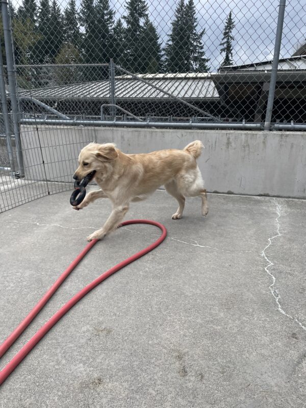 Dauber playing in community run on the Oregon campus. She is running gleefully while holding a figure eight rubber tug toy. Her tail is wagging and her ears are flying back.