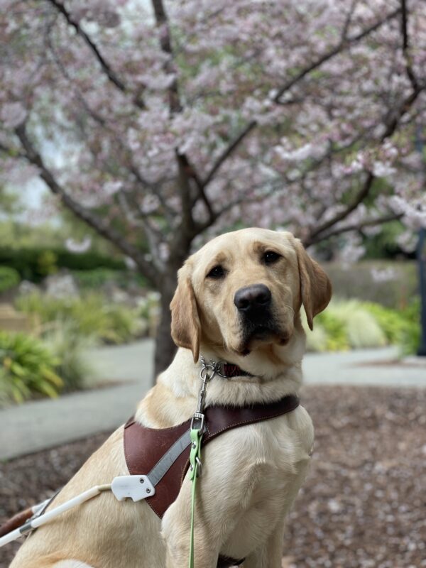 Photo is of yellow lab Desmond sitting in harness in front of a blossoming tree.