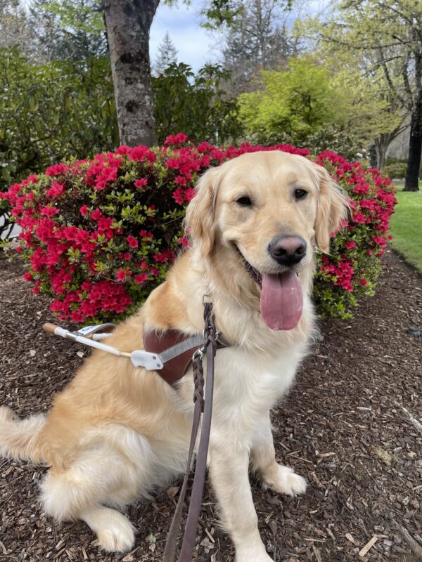 Gilmore sits on grass in harness with a smile on and his tongue out. Behind him is a bush full of bright red flowers.