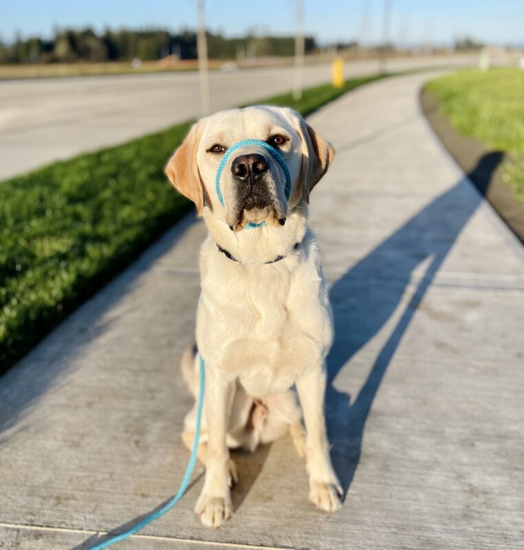 Andor is sitting on the sidewalk looking at the camera while wearing a turquoise head collar while on a walk on a sunny spring day.