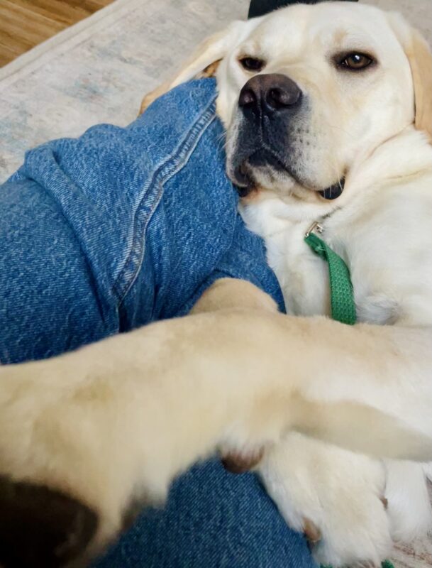The picture is of a close up of Andor who is laying on his back while cuddling between his handler's legs. He looks very content with his eyes half closed and his legs outstretched.