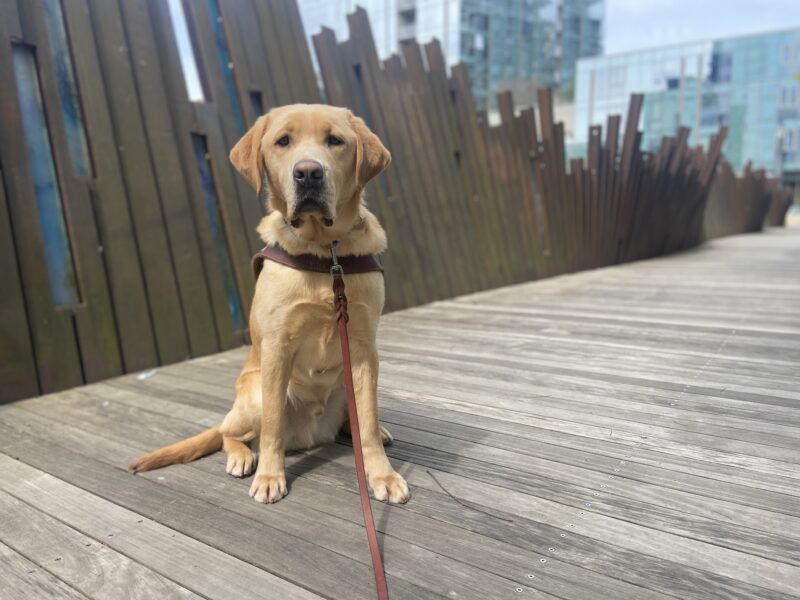 Kyle, a yellow Labrador retriever, is sitting in harness looking at the camera on a board walk in downtown Portland. There is a metal, wavy, sculpture wall behind him.