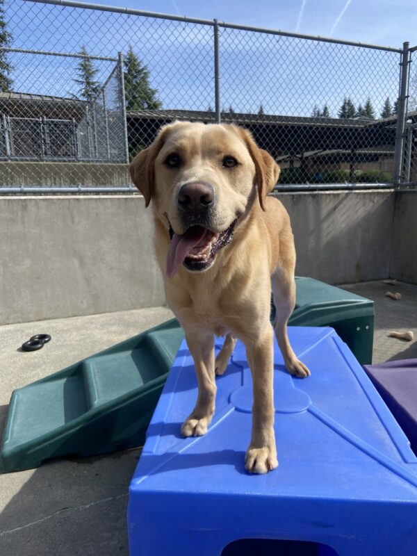 Kyle is looking at his handler with his tongue hanging out to the side while standing on a blue play structure in community run.
