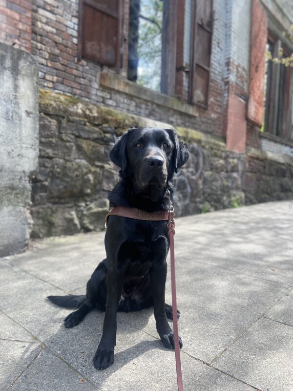 Komodo, a black Labrador retriever, is sitting looking toward the camera while wearing his leather harness. He is sitting in front of a stone wall that has a brick wall above it and red shutters in the background while working in Portland.