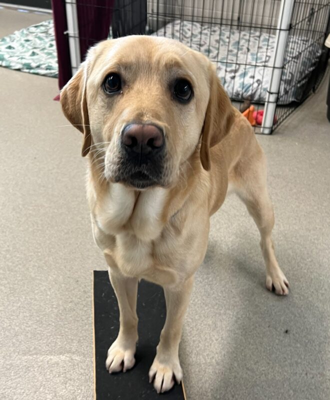 <p>Jersey poses with his front feet up on a platform, looking eagerly at the camera waiting for his treat.</p>