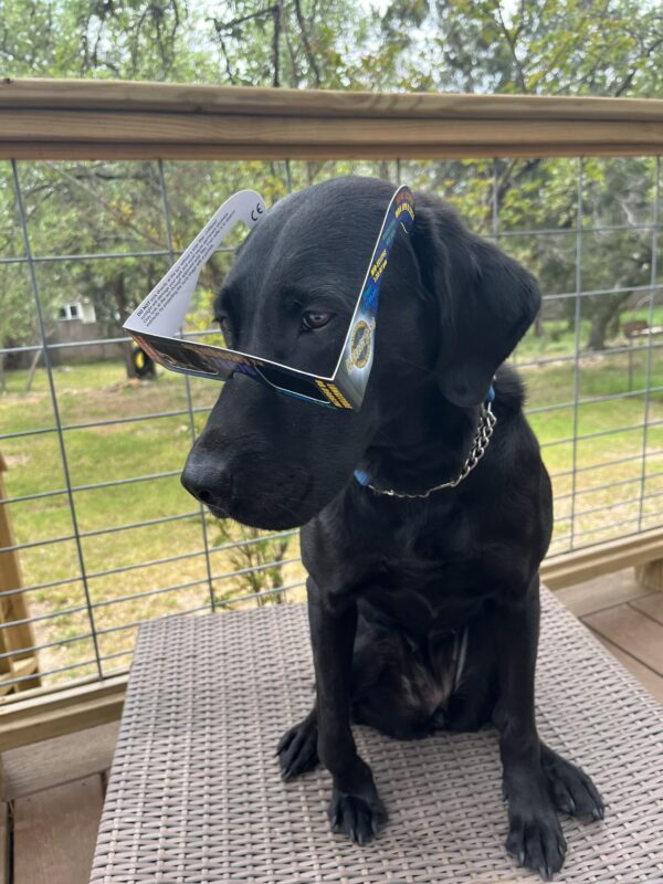 Another shot of Nyx in her eclipse glasses outdoors.