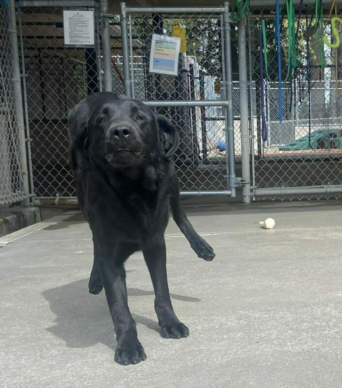 Komodo is running in community run, picture capturing him mid stride with his back legs off the ground, ears back, running toward his handler. There is a variety of equipment in the background including green and purple play structures and bones scattered around.