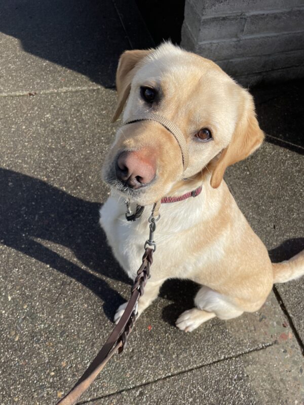 <p>Al poses in the sunshine while out for a walk on campus. He is wearing a tan Gentle Leader and is sitting on the sidewalk looking up at the camera.</p>