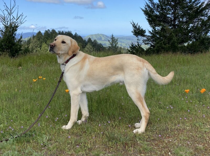 <p>Al is in a green field with poppies around him and trees and a mountain skyline in the background.</p>