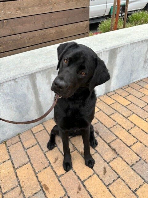 Alto sits on a brick path. His head is turned to the side like he is listening intensely.