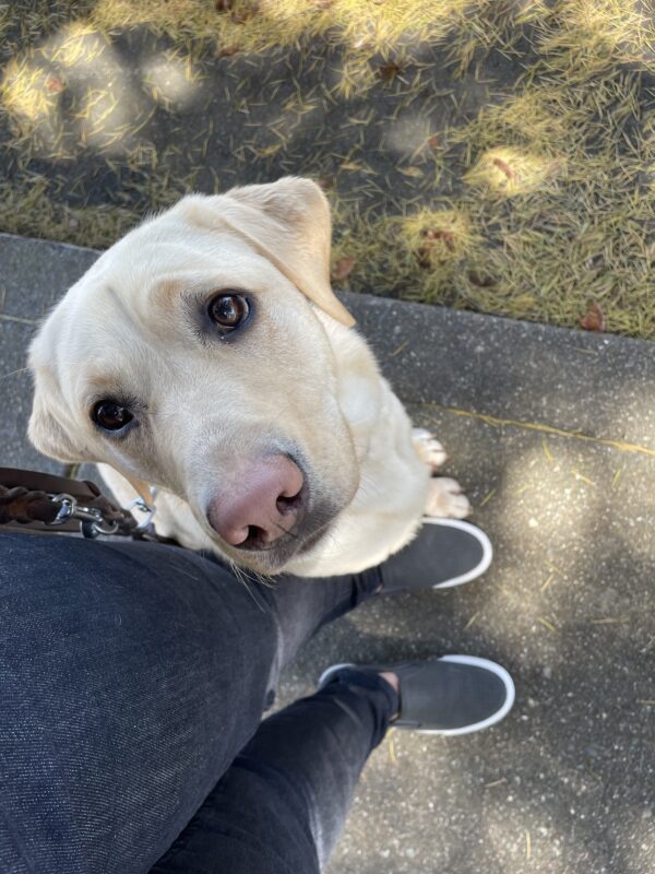 <p>Apple goes for a walk with her handler.  She sits politely, looking up for a treat.</p>