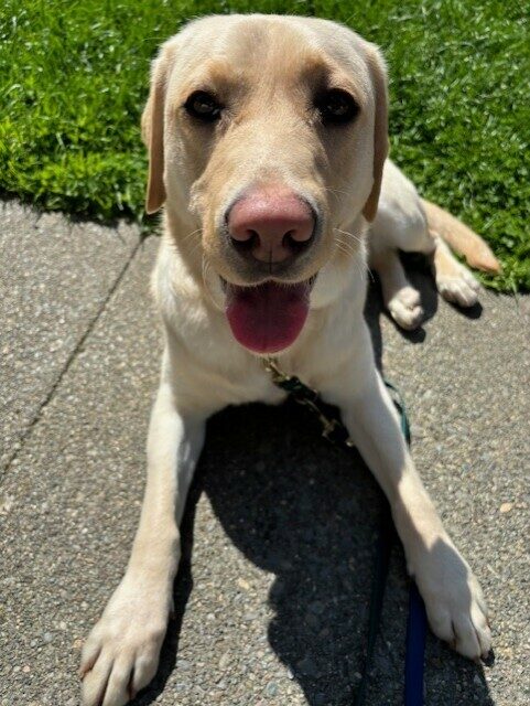 <p>Apple lays on the sidewalk in the sunshine with grass behind her.  Her mouth is open and her tongue is peeking out.</p>