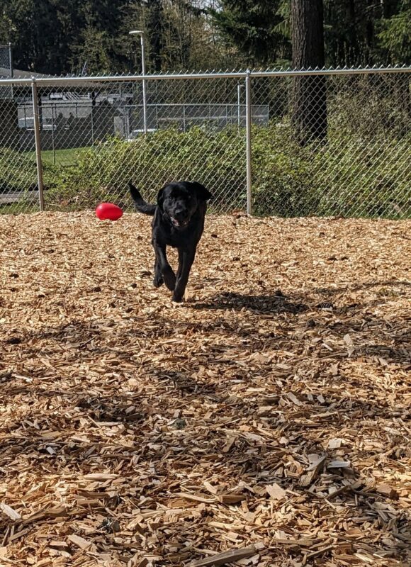 Captain runs through a fenced in area filled with bark chips. She is running directly towards the camera with her tail off to the side.